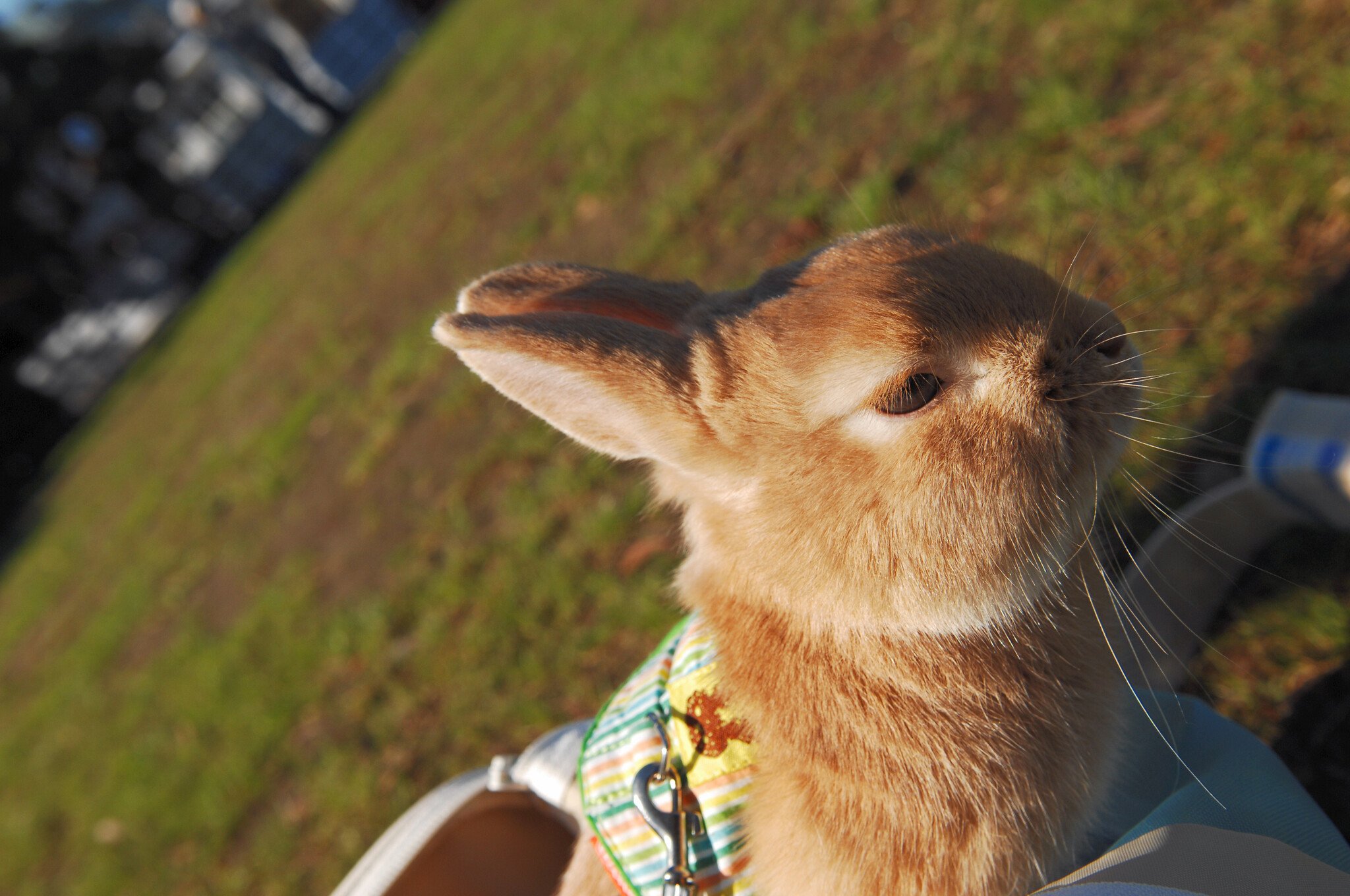 ネザーランドドワーフ みるくの写真 - DSC_1692.JPG