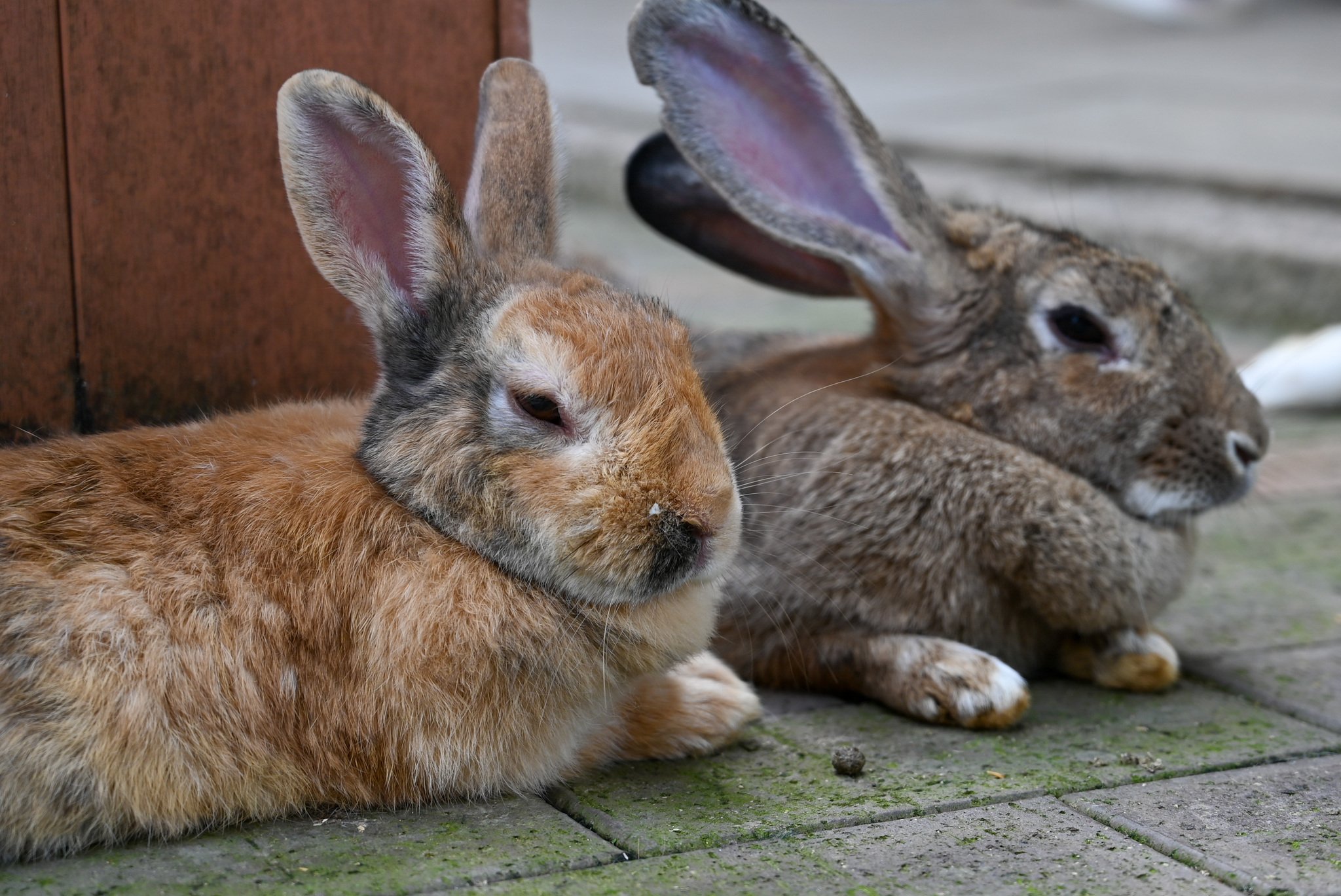 ネザーランドドワーフ みるくの写真 - DSC_2704.jpg