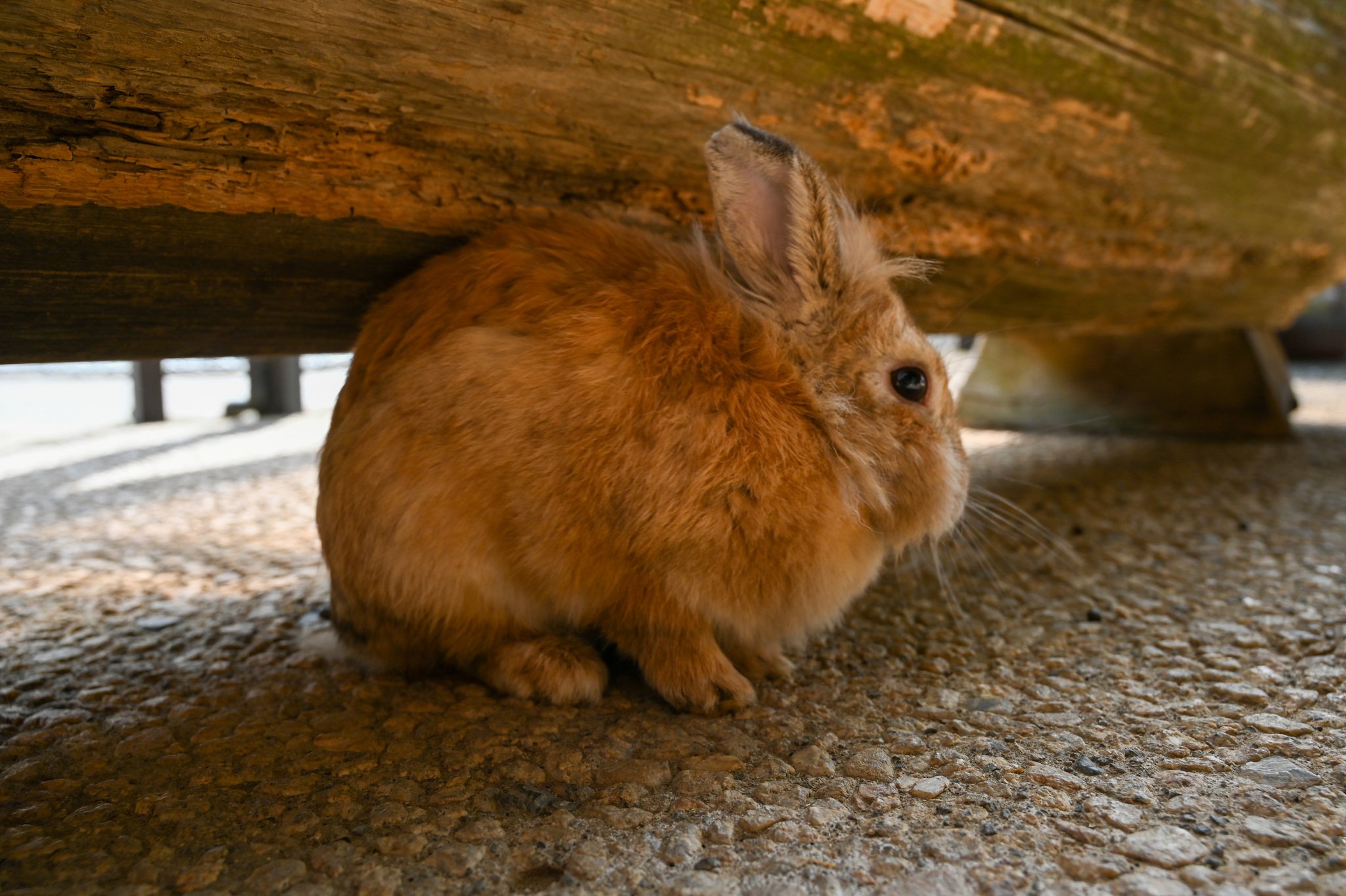 ネザーランドドワーフ みるくの写真 - DSC_2707.jpg