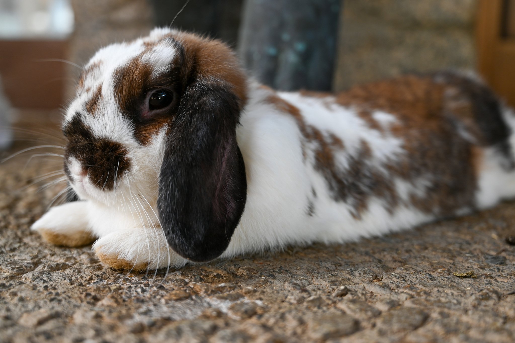 ネザーランドドワーフ みるくの写真 - DSC_2711.jpg