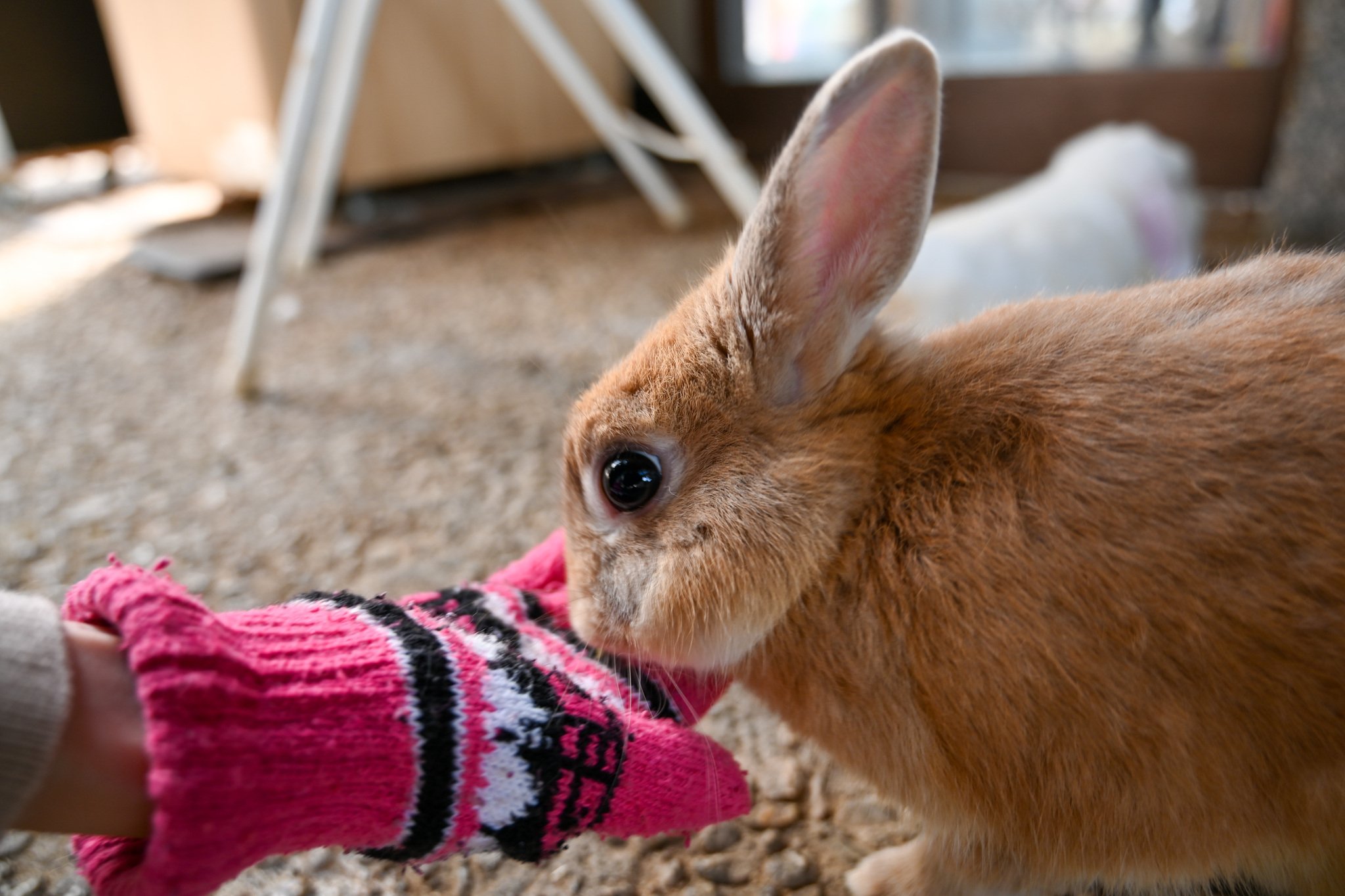 ネザーランドドワーフ みるくの写真 - DSC_2712.jpg