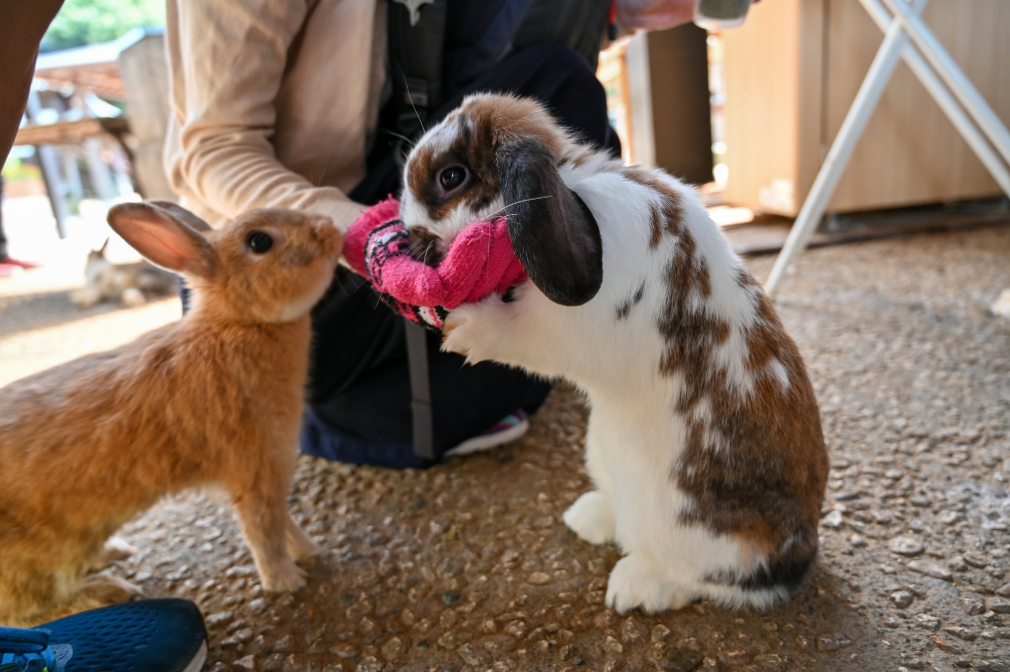 ネザーランドドワーフ みるくの写真 - DSC_2715.jpg
