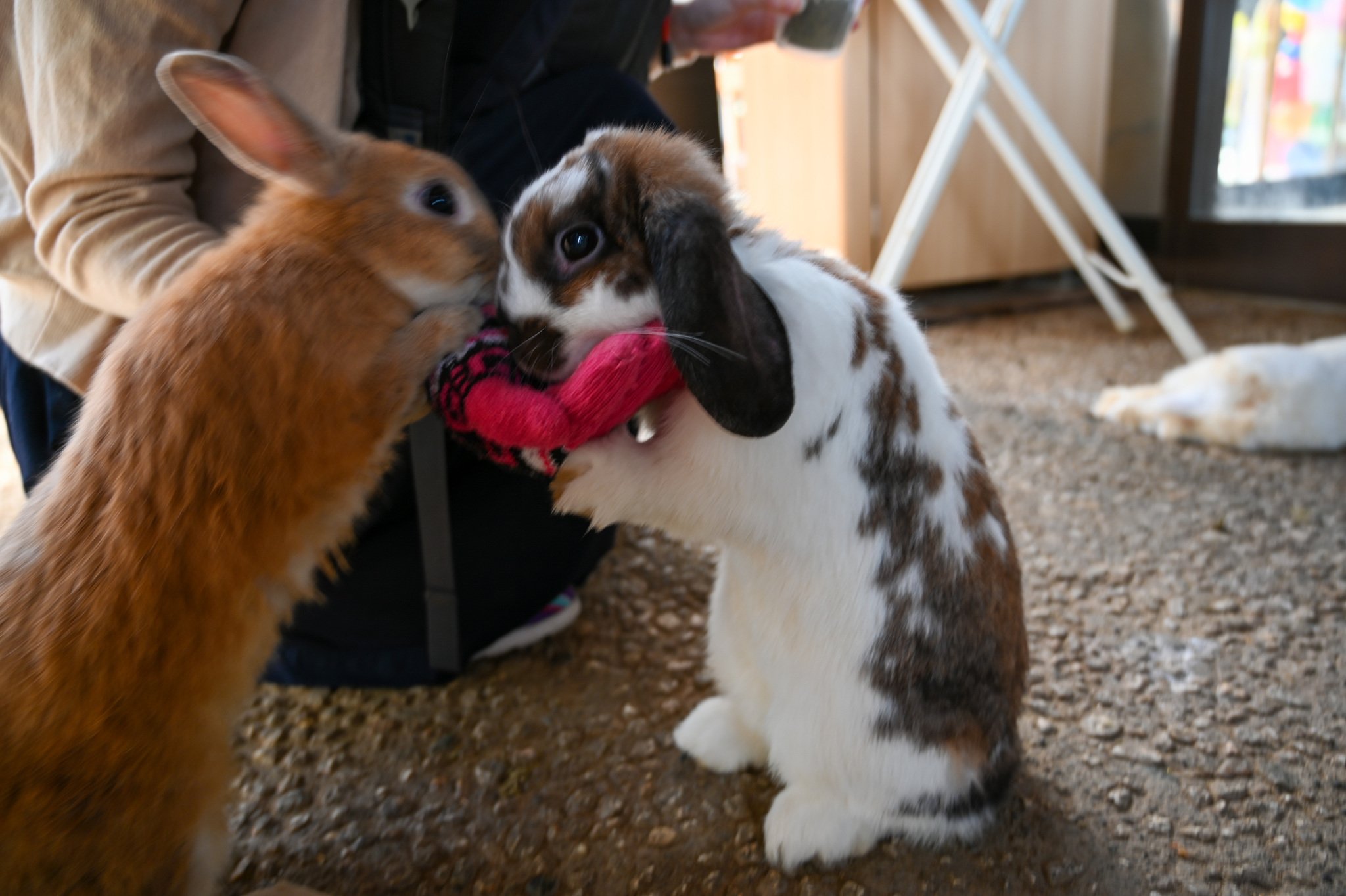 ネザーランドドワーフ みるくの写真 - DSC_2717.jpg