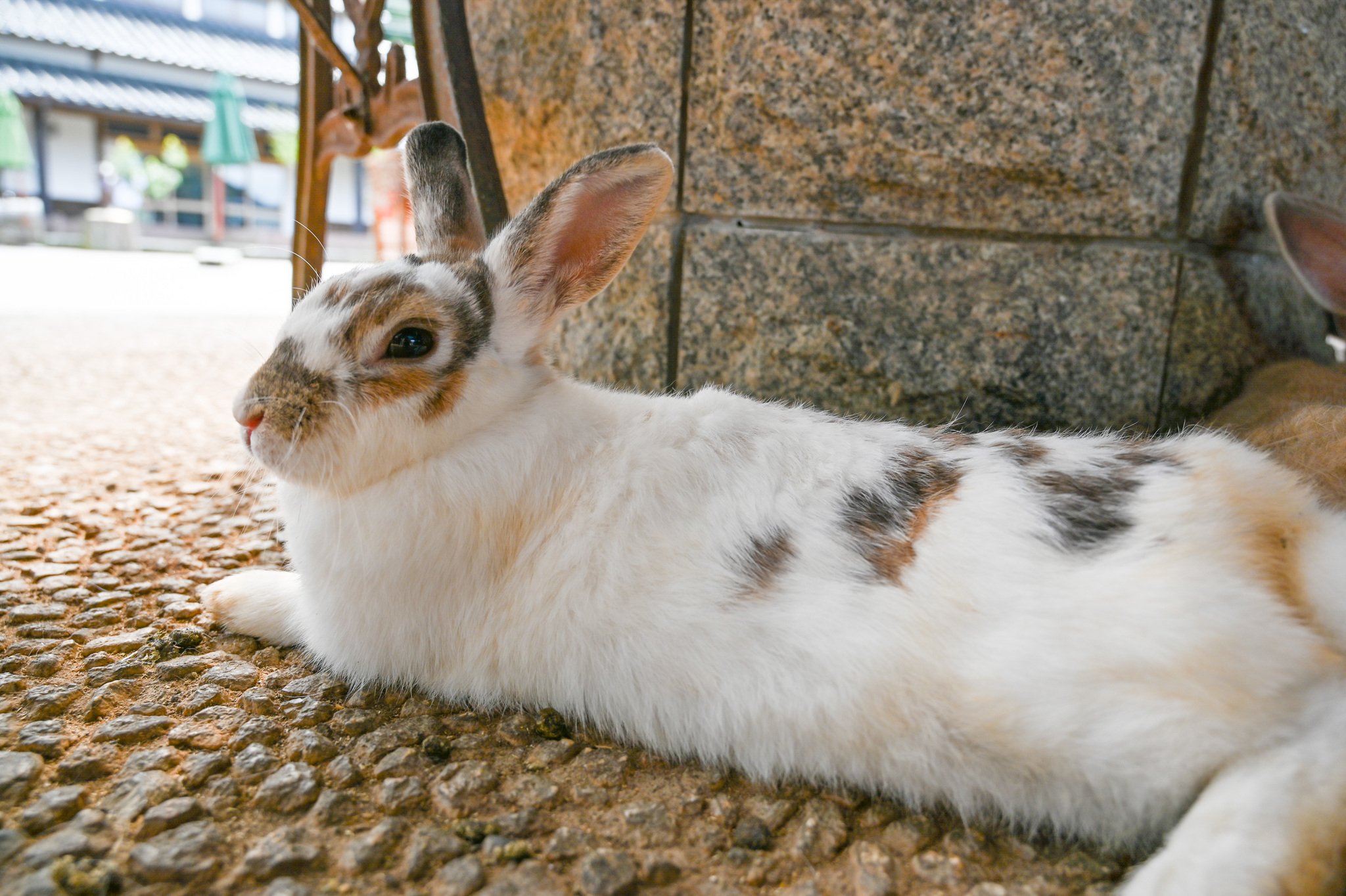 ネザーランドドワーフ みるくの写真 - DSC_2723.jpg