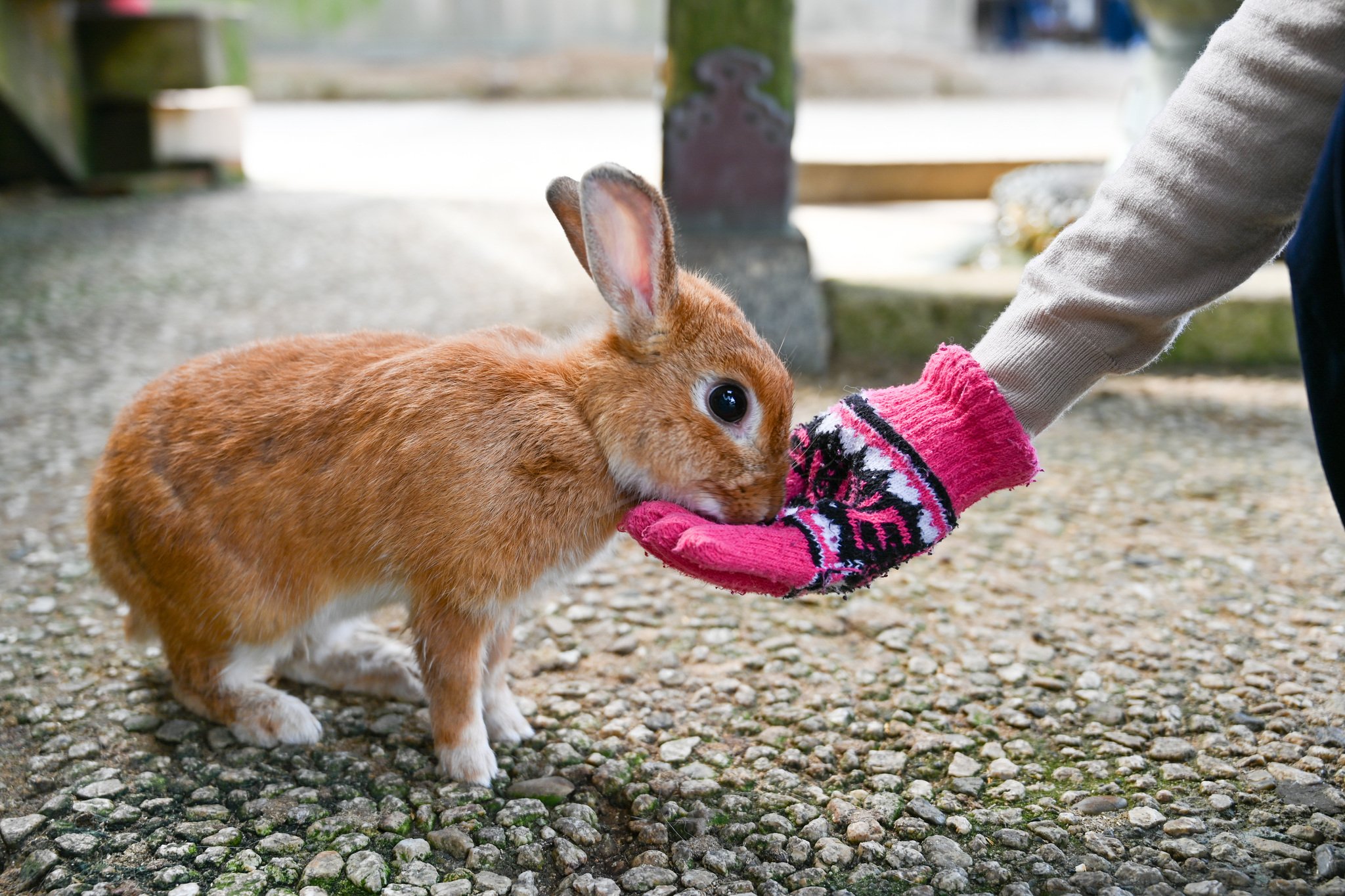 ネザーランドドワーフ みるくの写真 - DSC_2727.jpg