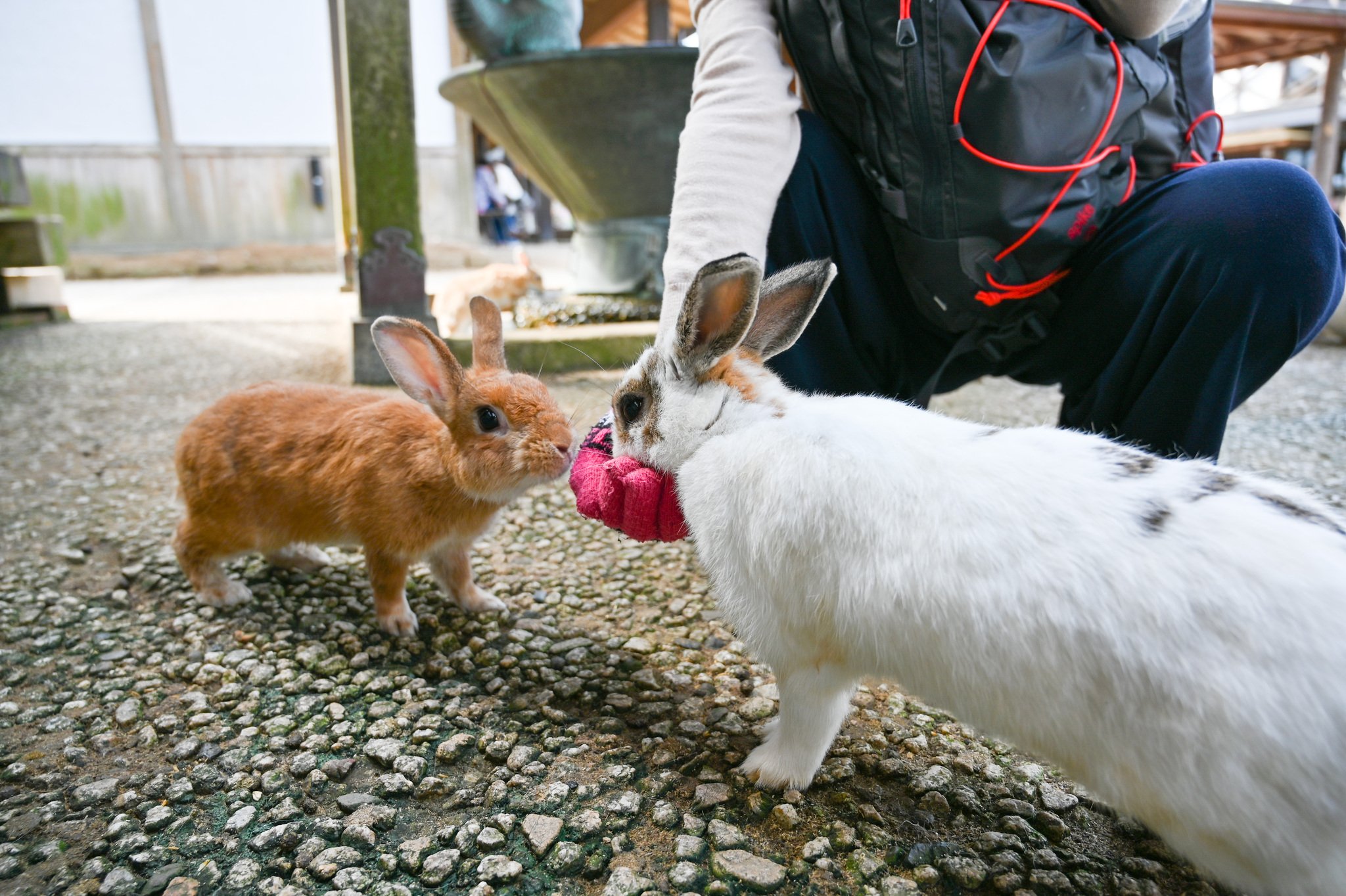 ネザーランドドワーフ みるくの写真 - DSC_2728.jpg
