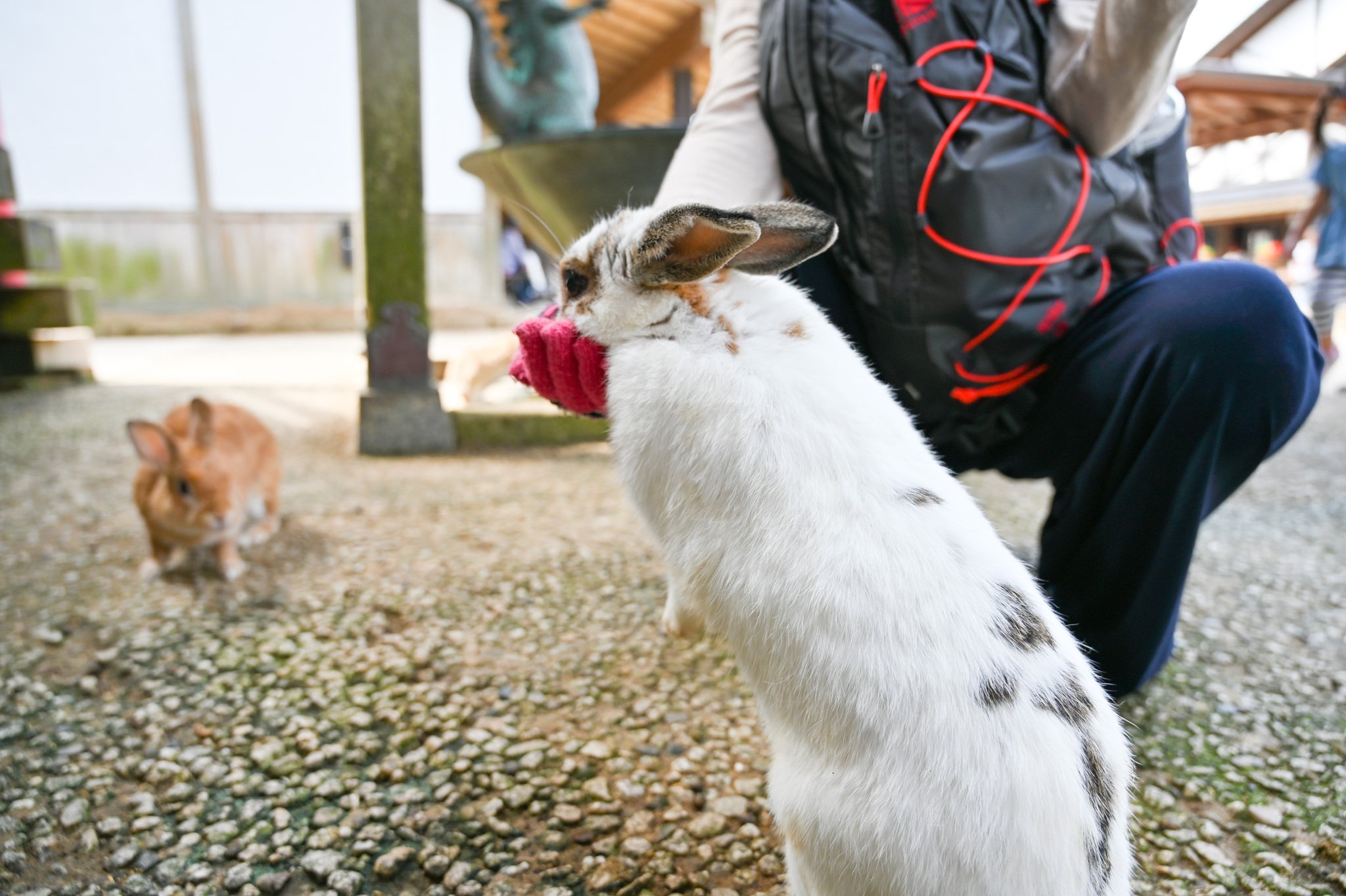 ネザーランドドワーフ みるくの写真 - DSC_2729.jpg