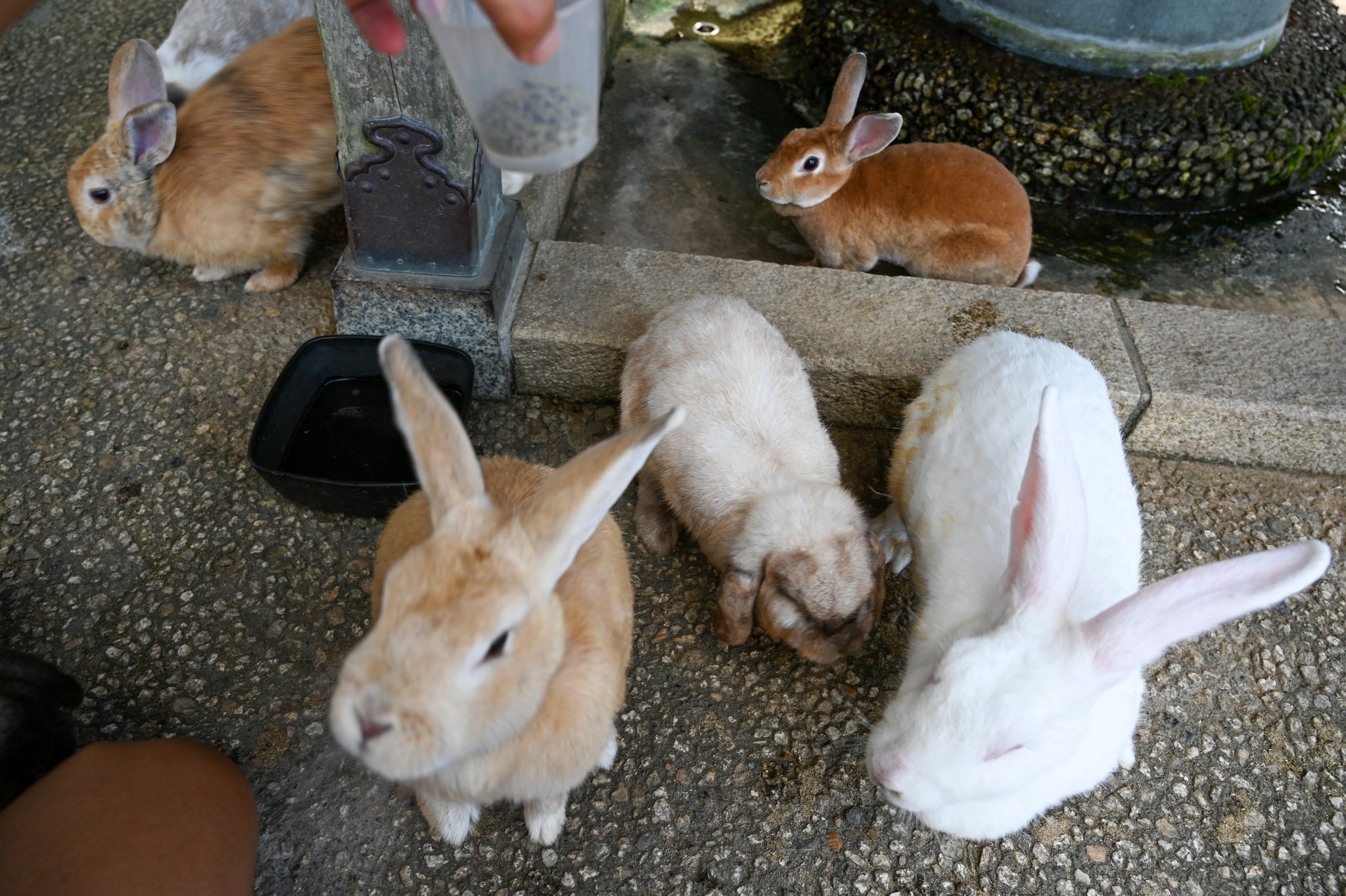 ネザーランドドワーフ みるくの写真 - DSC_2733.jpg