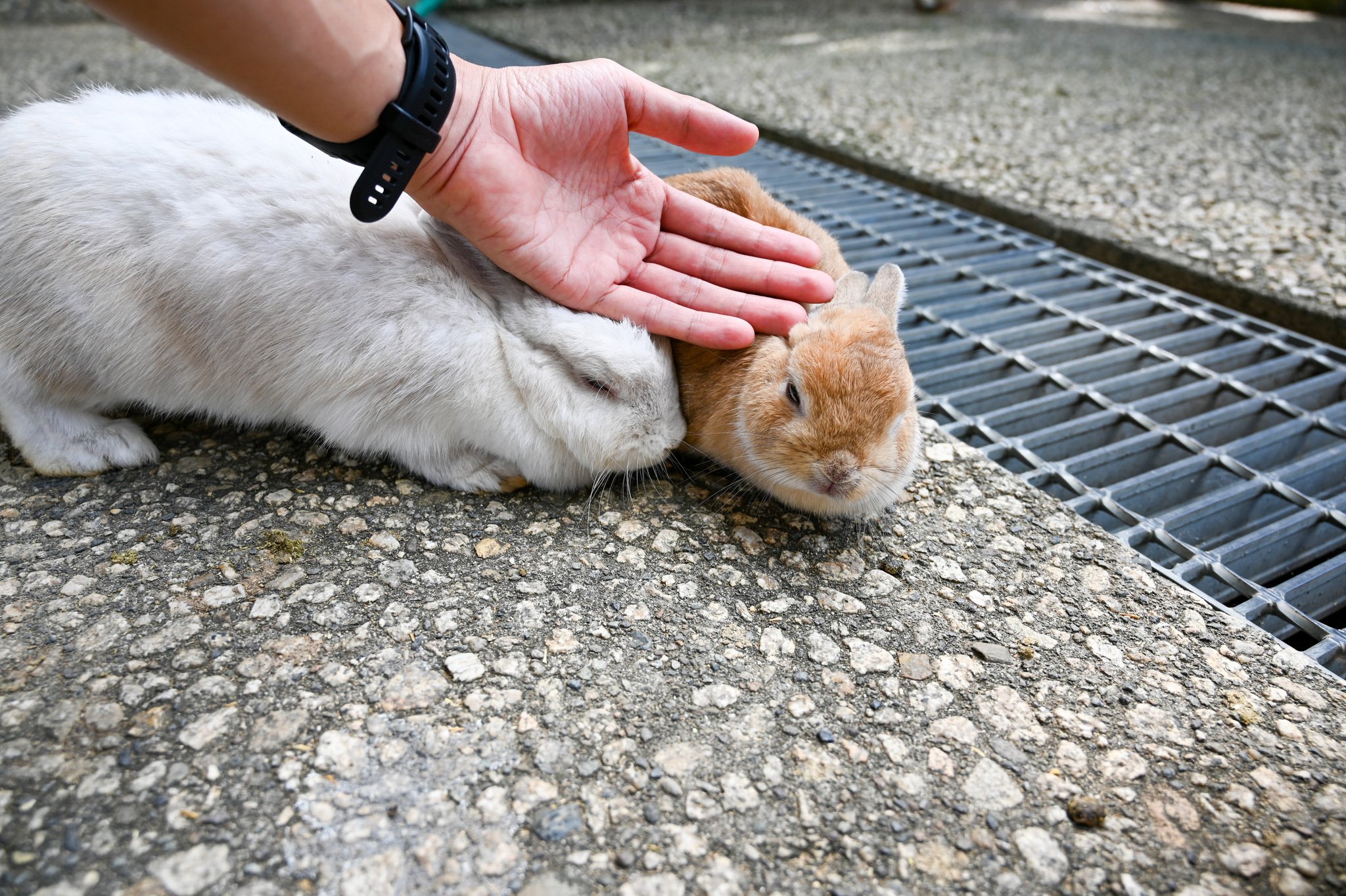 ネザーランドドワーフ みるくの写真 - DSC_2734.jpg