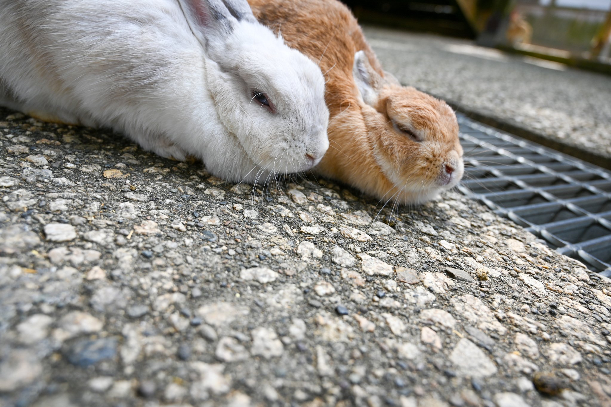 ネザーランドドワーフ みるくの写真 - DSC_2735.jpg