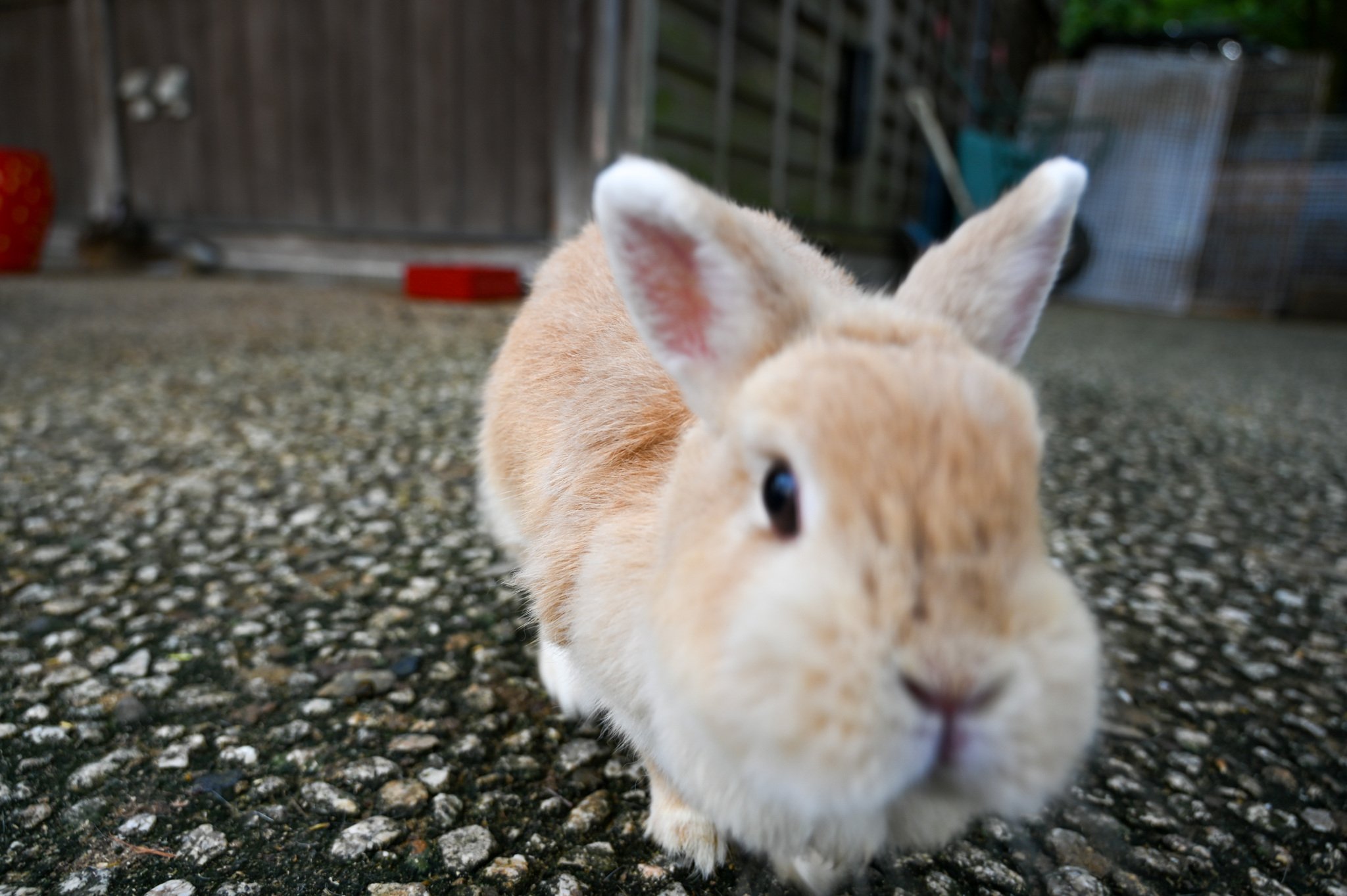 ネザーランドドワーフ みるくの写真 - DSC_2737.jpg