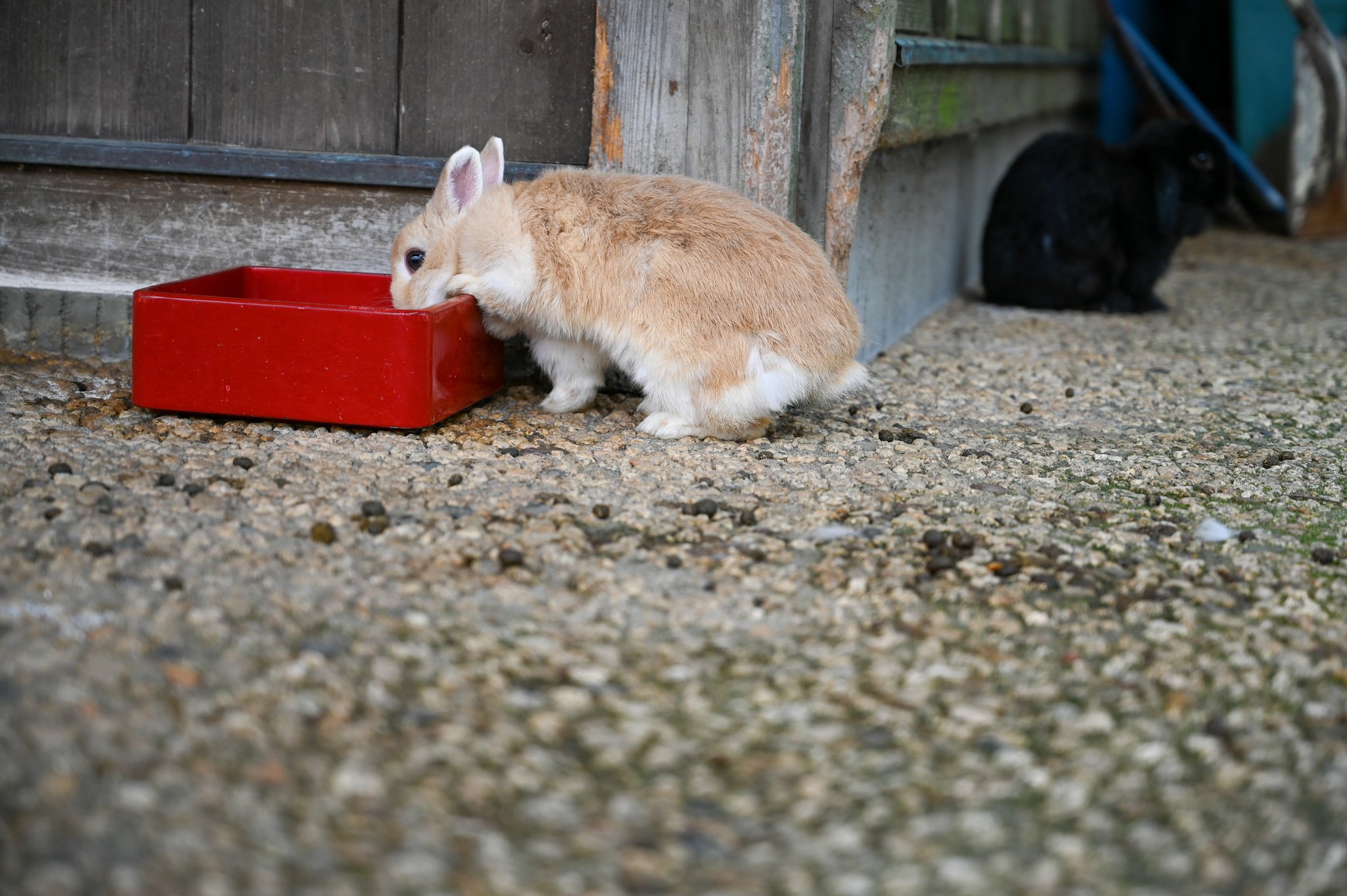 ネザーランドドワーフ みるくの写真 - DSC_2742.jpg