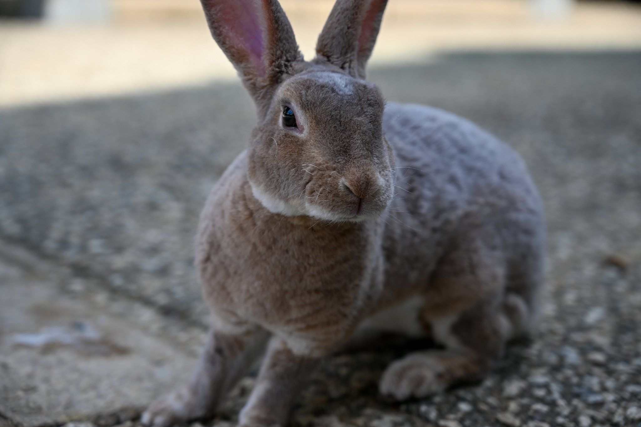 ネザーランドドワーフ みるくの写真 - DSC_2747.jpg