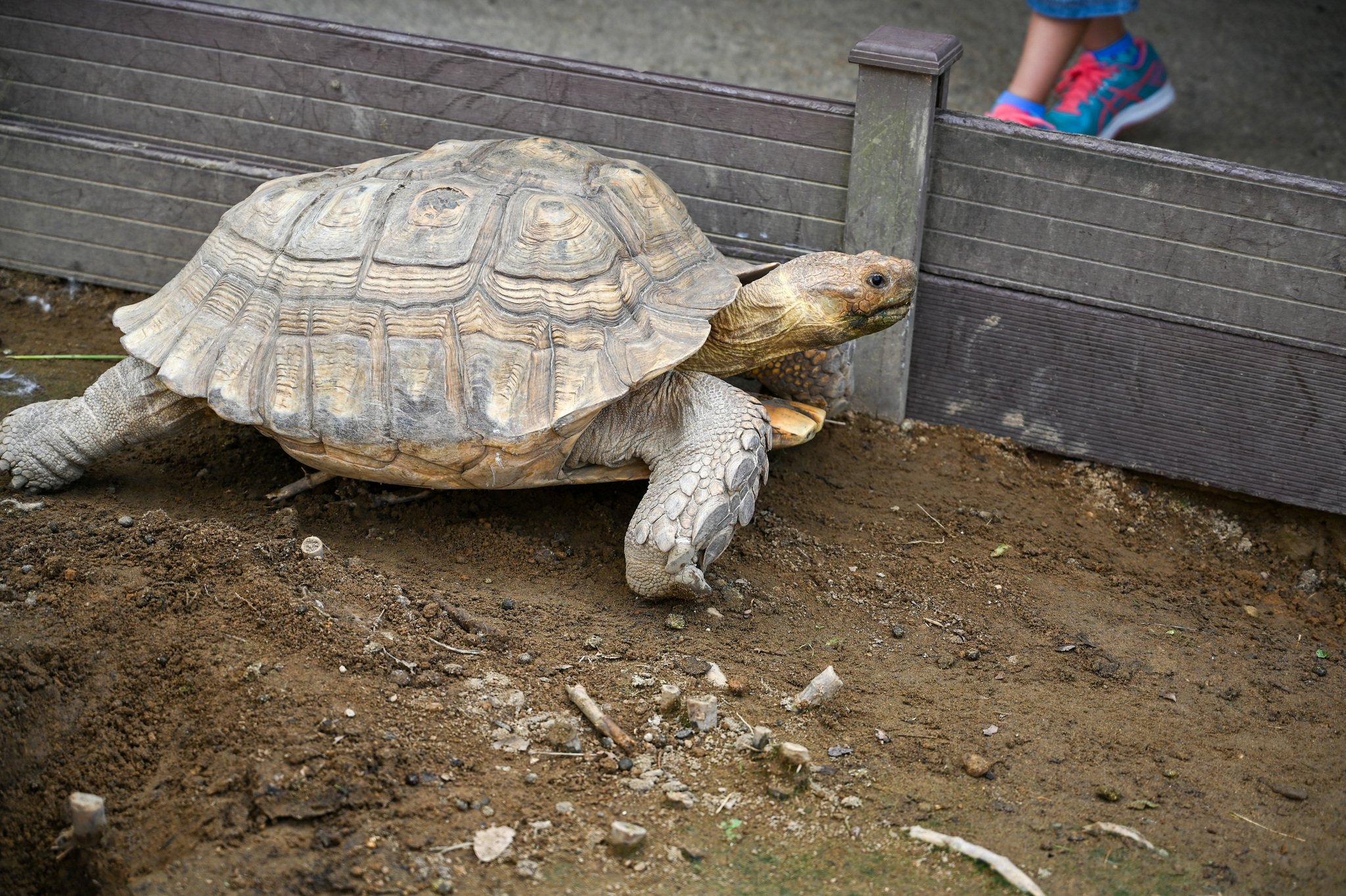ネザーランドドワーフ みるくの写真 - DSC_2751.jpg