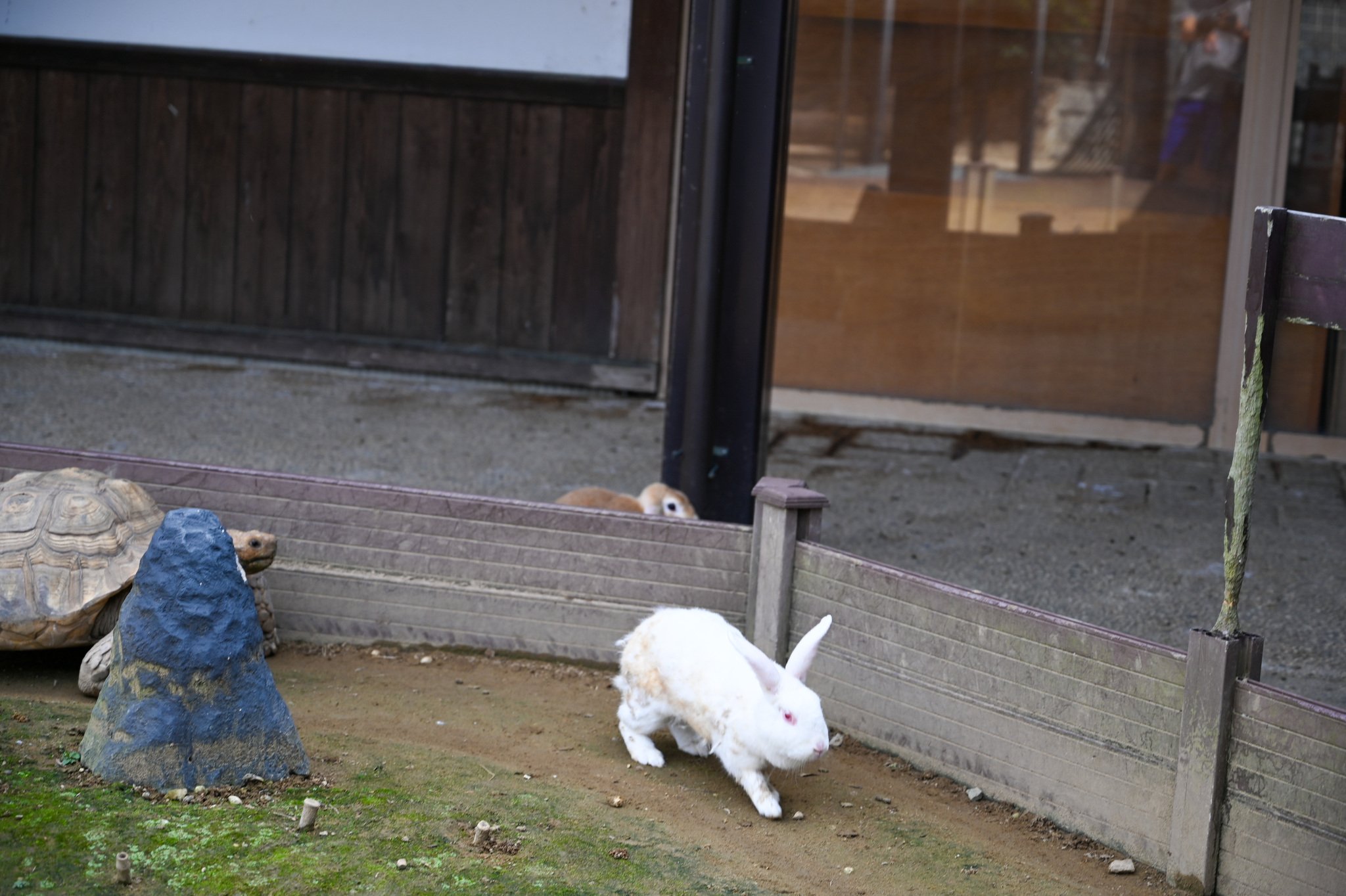 ネザーランドドワーフ みるくの写真 - DSC_2754.jpg