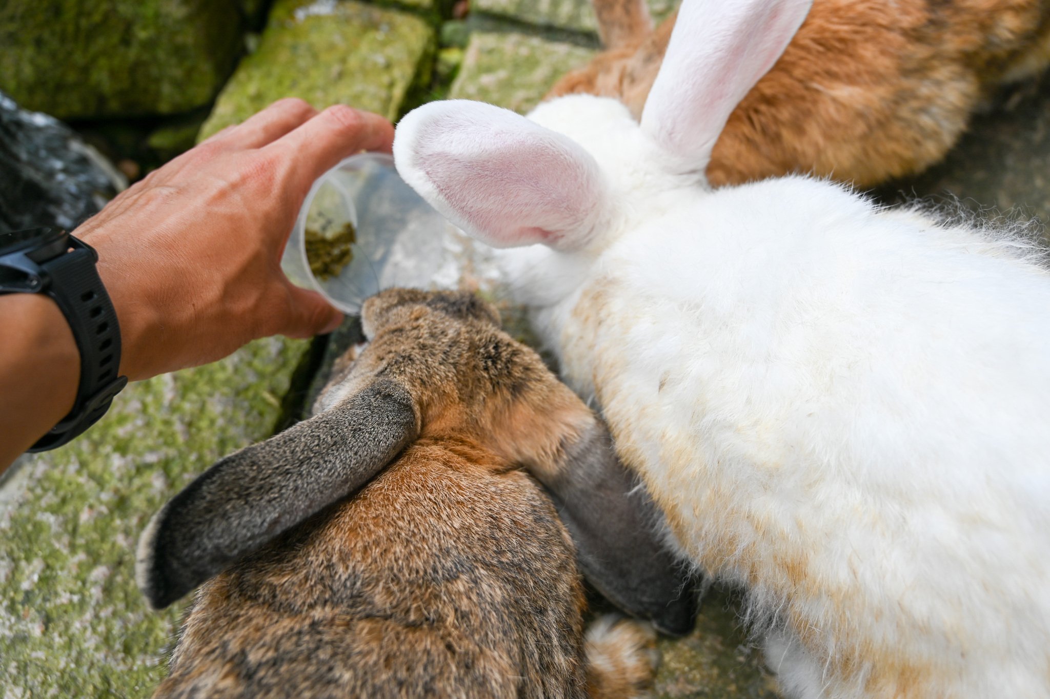 ネザーランドドワーフ みるくの写真 - DSC_2762.jpg