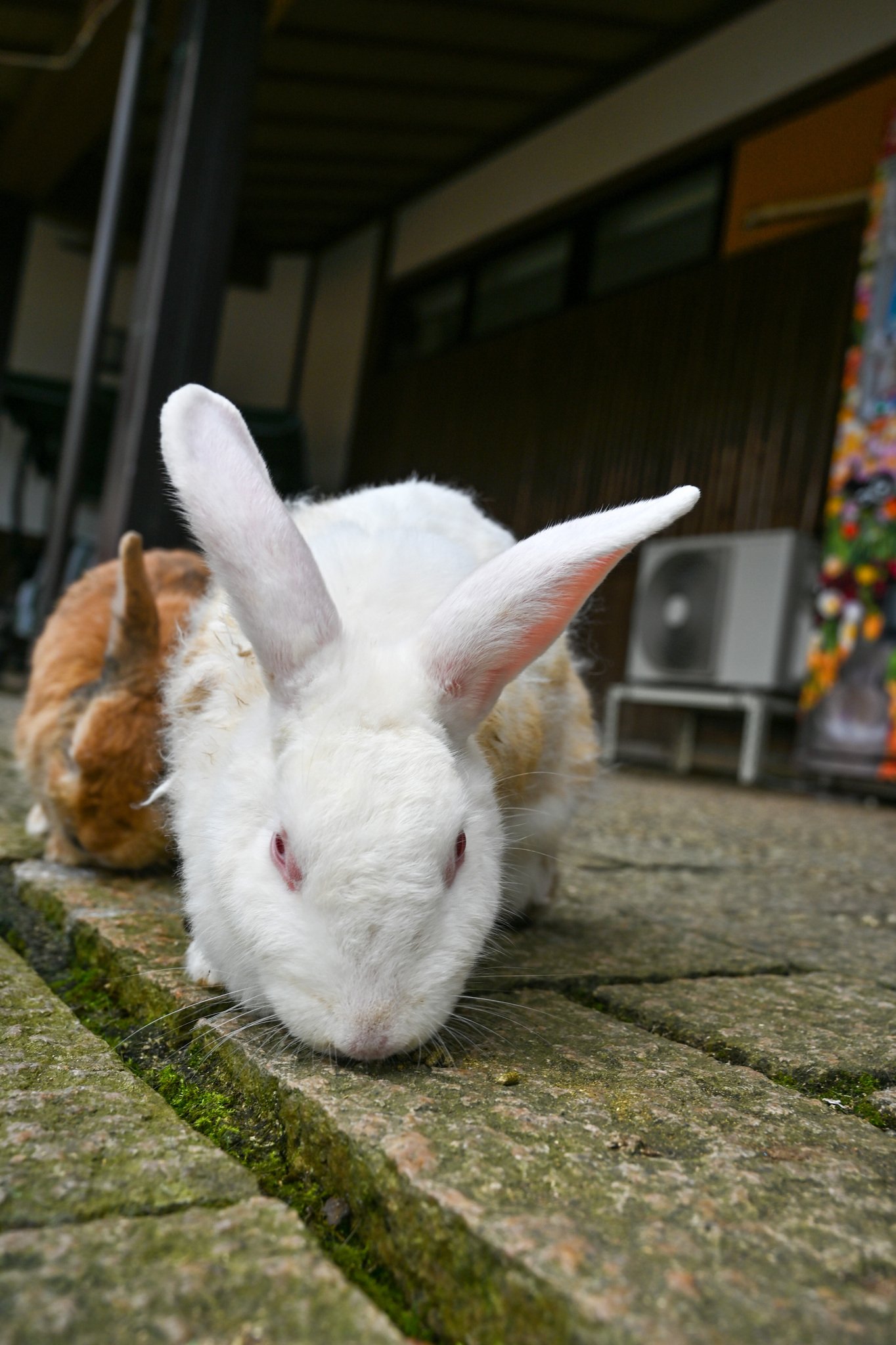 ネザーランドドワーフ みるくの写真 - DSC_2763.jpg