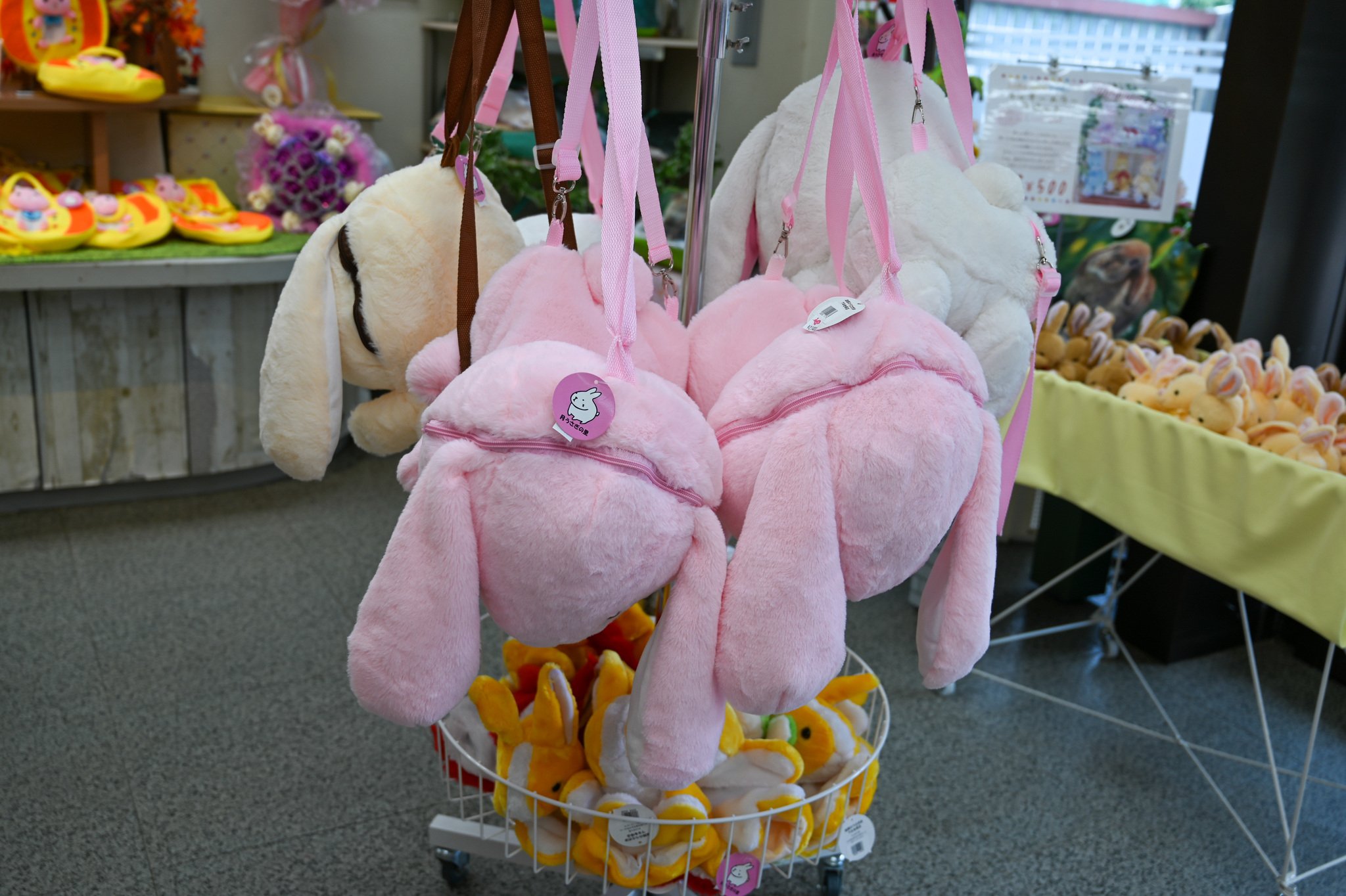 ネザーランドドワーフ みるくの写真 - DSC_2766.jpg