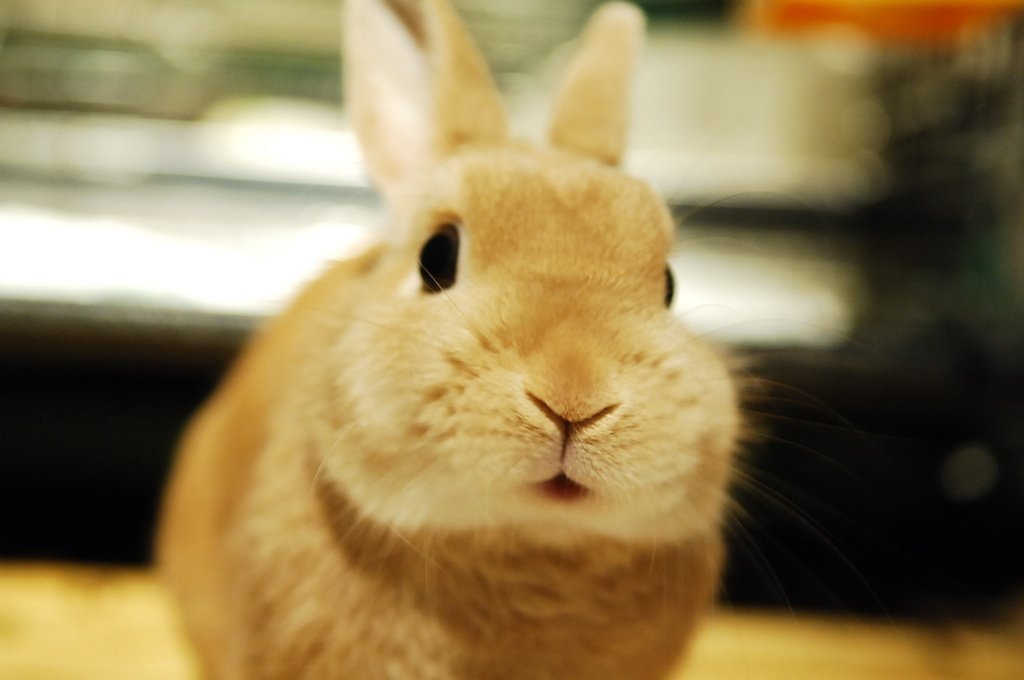 ネザーランドドワーフ みるくの写真 - DSC_4257.jpg