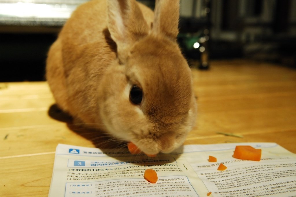 ネザーランドドワーフ みるくの写真 - DSC_4302.jpg