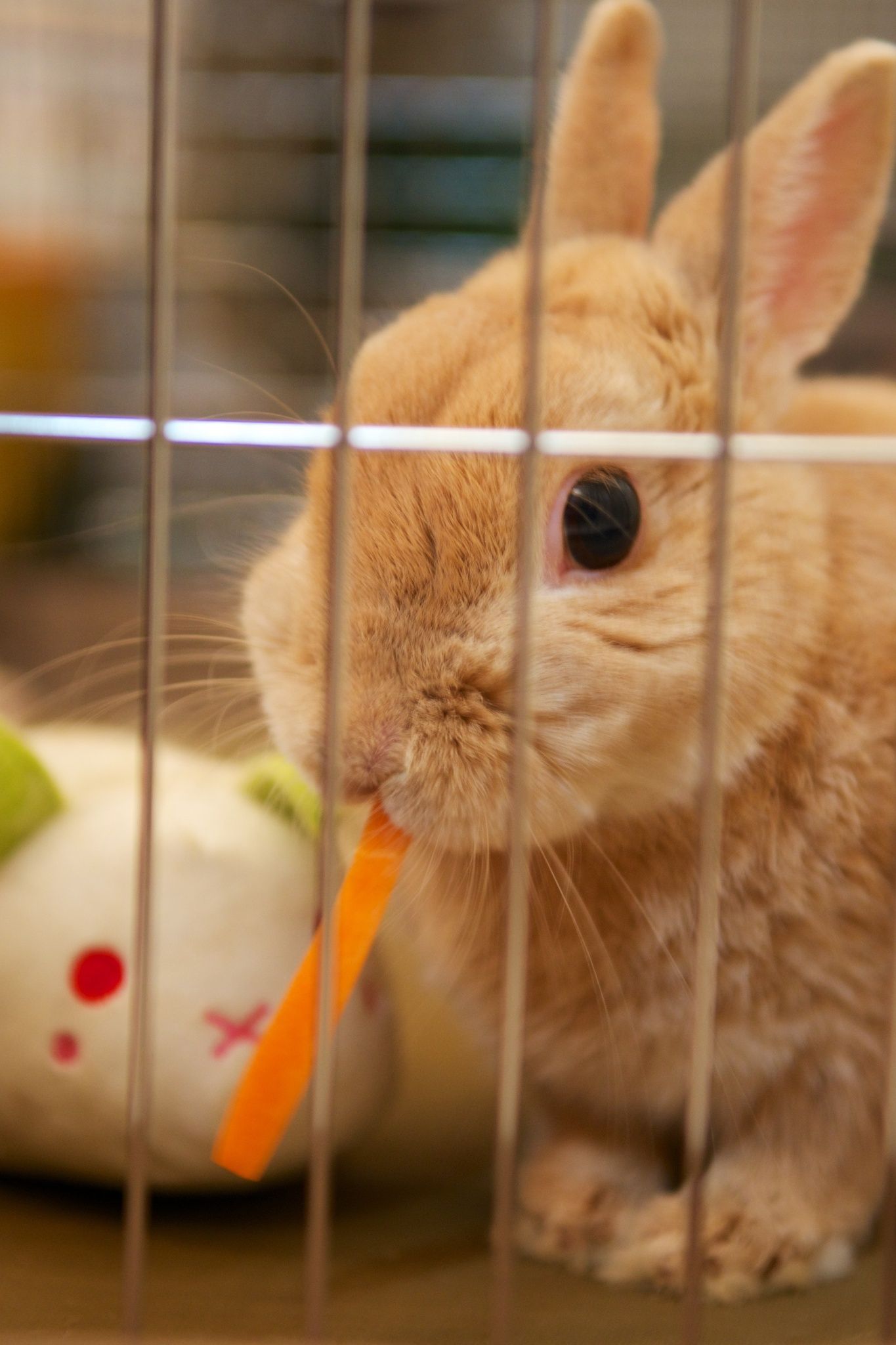 にんじん嫌い！！