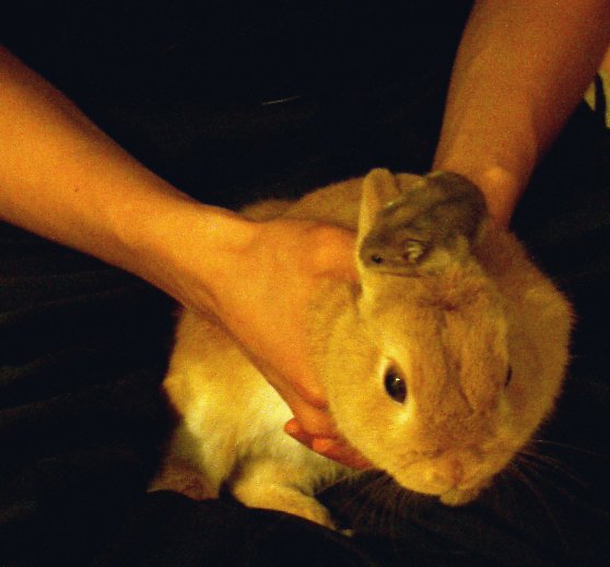 ネザーランドドワーフ みるくの写真 - IMGP0838.jpg