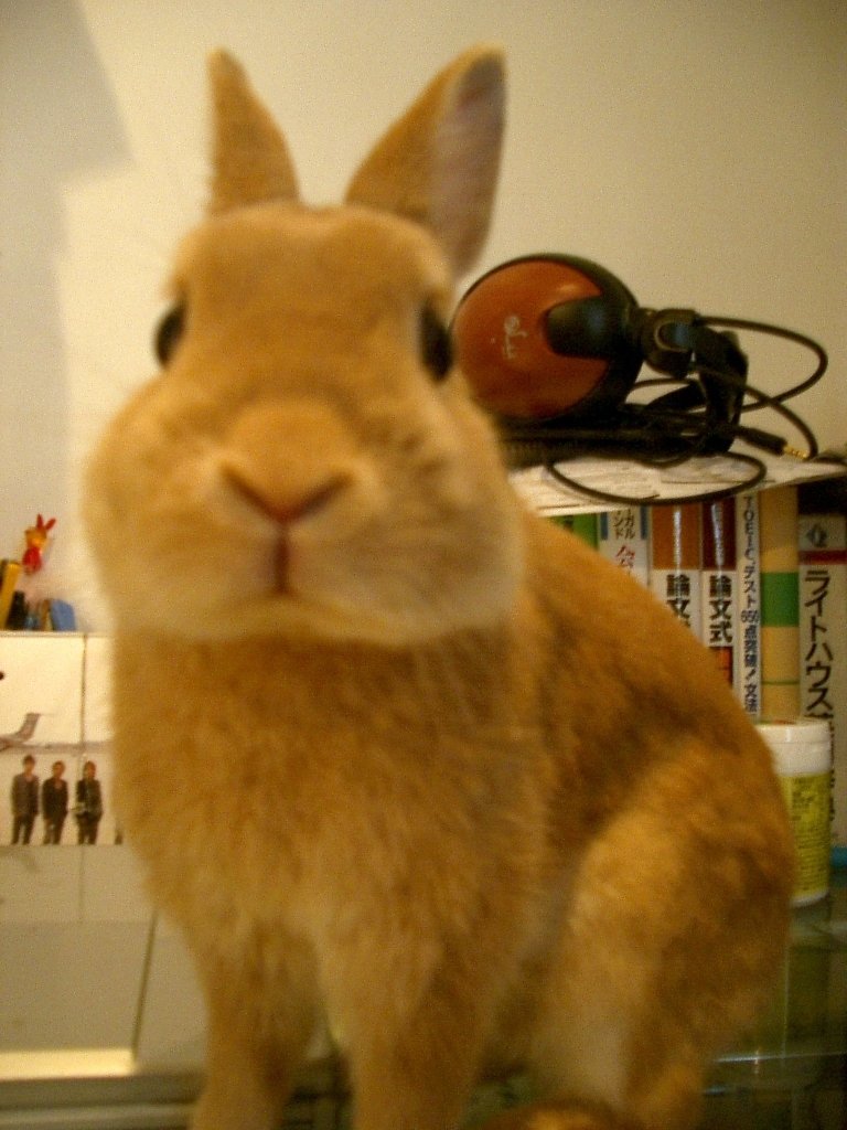 間抜けな感じで