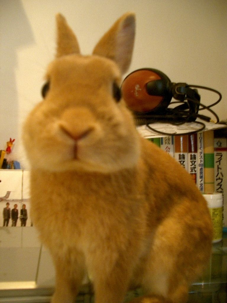 間抜けな感じで