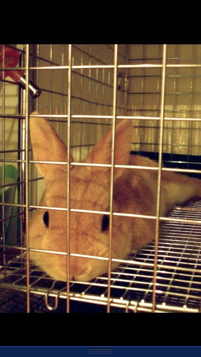 ぐでっ
