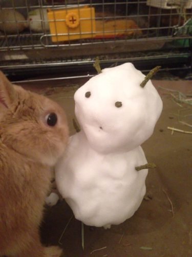 ネザーランドドワーフ みるくの写真 - IMG_3155-375x500.jpg