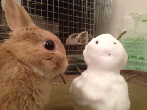 ネザーランドドワーフ みるくの写真 - IMG_3159-500x375.jpg