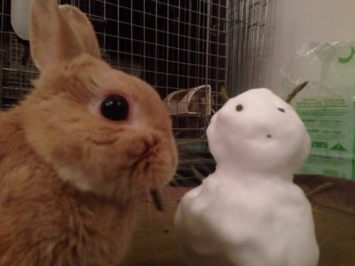 ネザーランドドワーフ みるくの写真 - IMG_3162-500x375.jpg