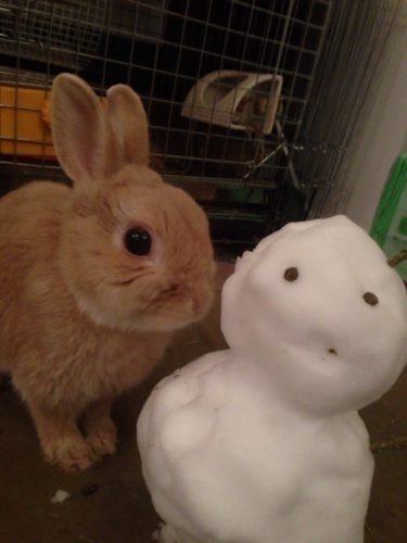 ネザーランドドワーフ みるくの写真 - IMG_3165-375x500.jpg