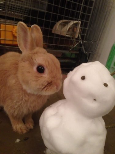 ネザーランドドワーフ みるくの写真 - IMG_3166-375x500.jpg