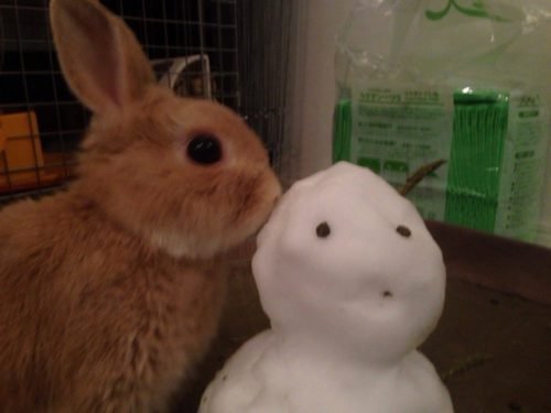 ネザーランドドワーフ みるくの写真 - IMG_3170-500x375.jpg