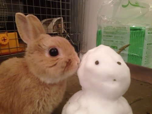 ネザーランドドワーフ みるくの写真 - IMG_3172-500x375.jpg