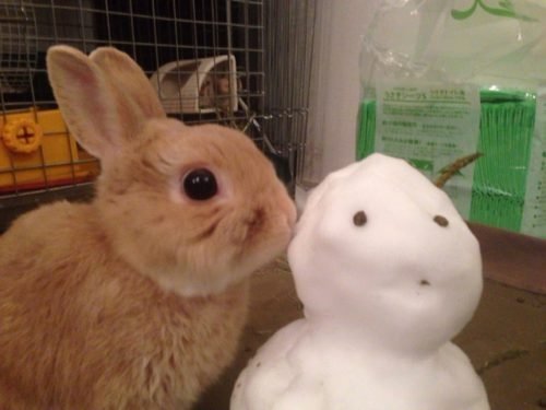 ネザーランドドワーフ みるくの写真 - IMG_3174-500x375.jpg