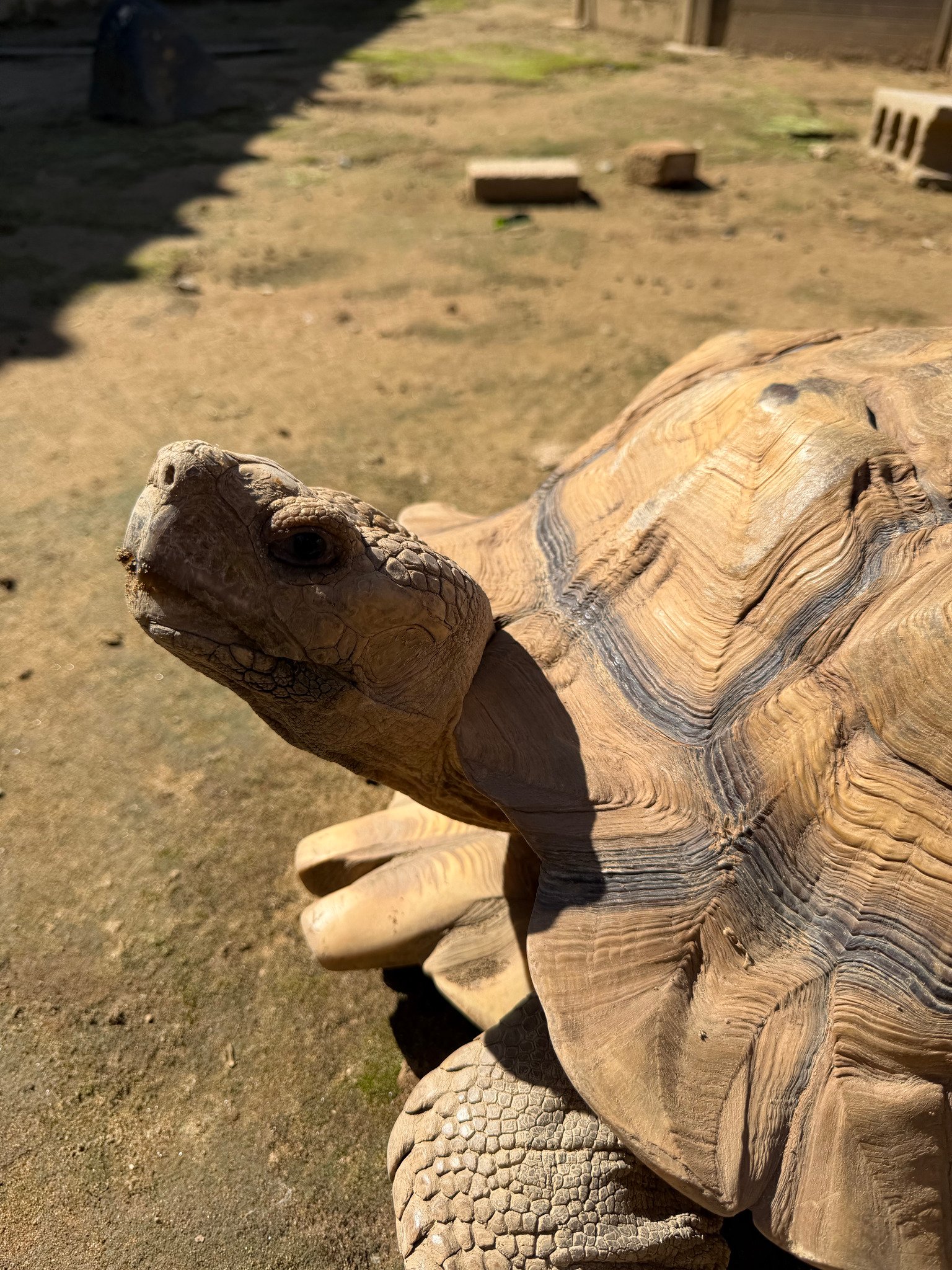 ネザーランドドワーフ みるくの写真 - IMG_5597.jpg