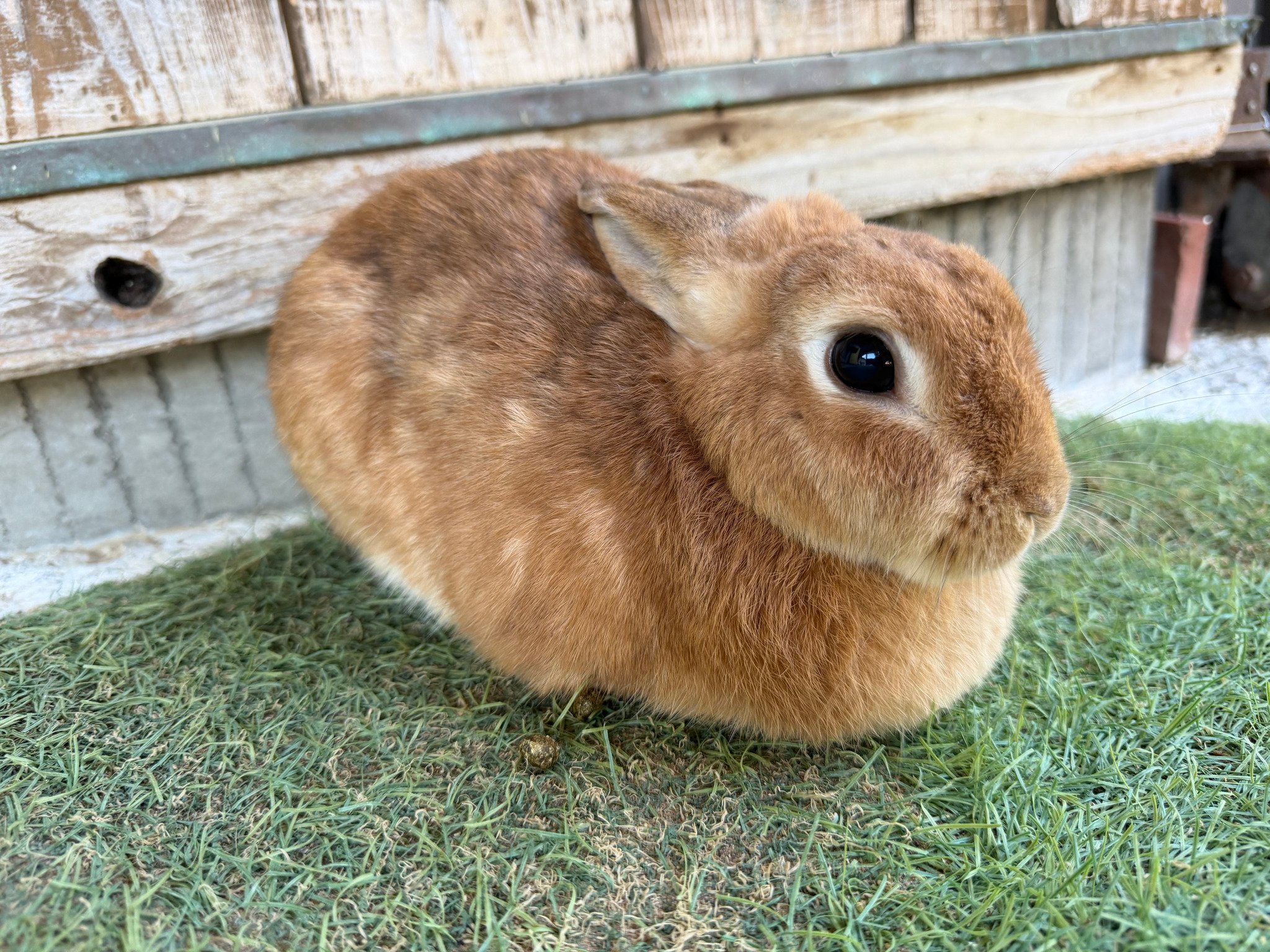 ネザーランドドワーフ みるくの写真 - IMG_5598.jpg