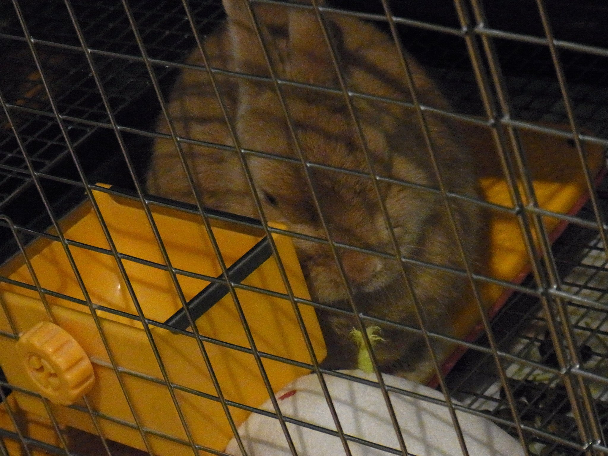 ネザーランドドワーフ みるくの写真 - RIMG0032.jpg