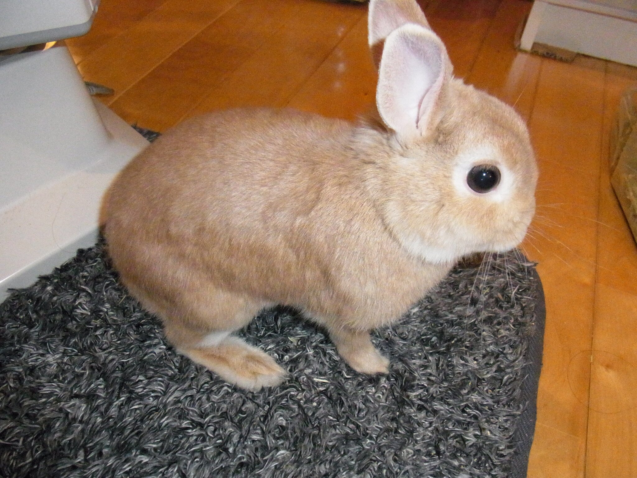 ネザーランドドワーフ みるくの写真 - RIMG0058.jpg