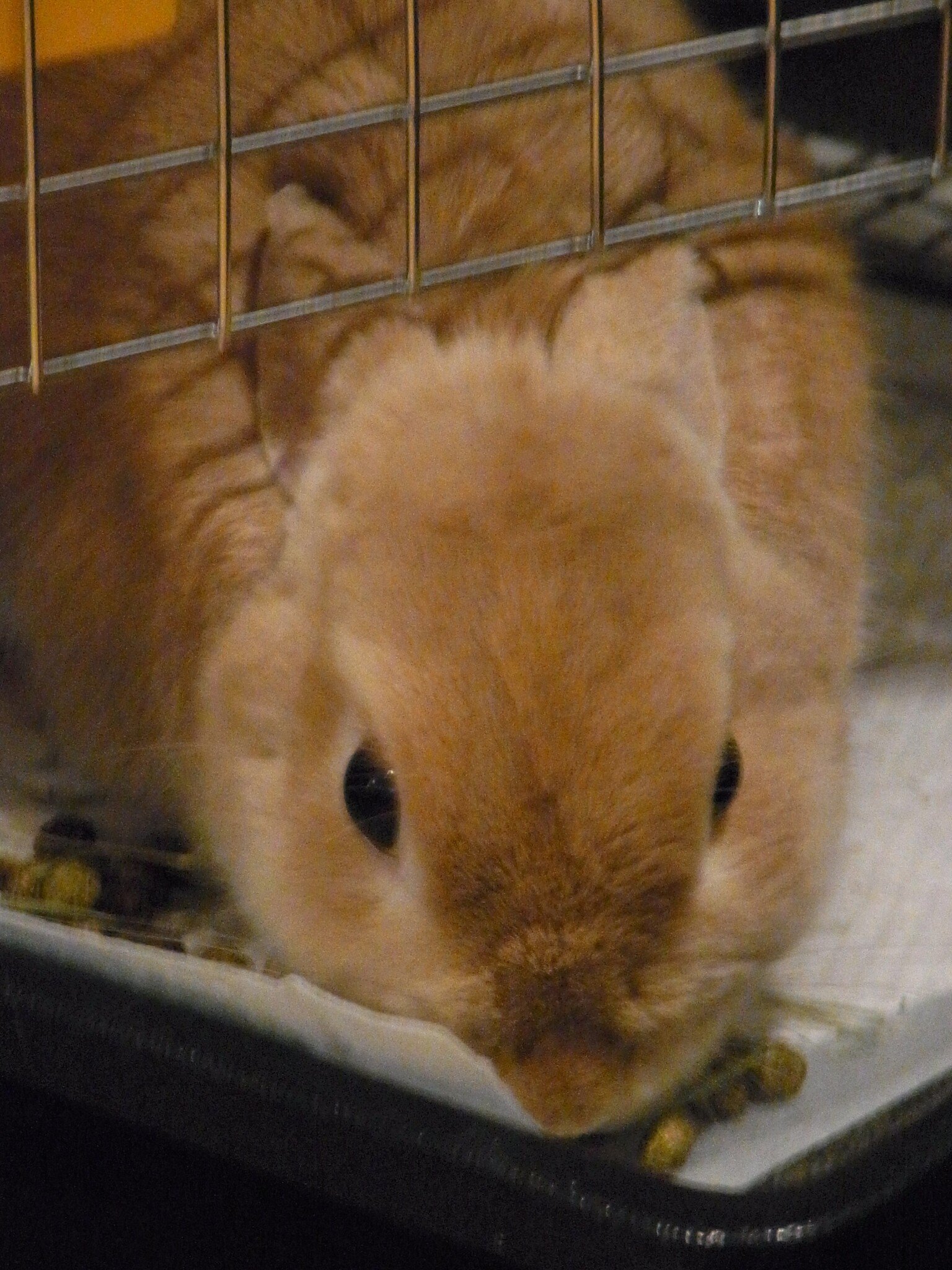 ネザーランドドワーフ みるくの写真 - RIMG0082-e1294876046212.jpg