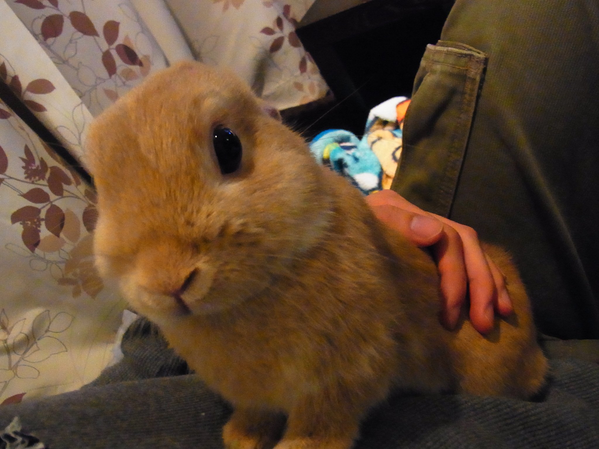 ネザーランドドワーフ みるくの写真 - RIMG0094.jpg