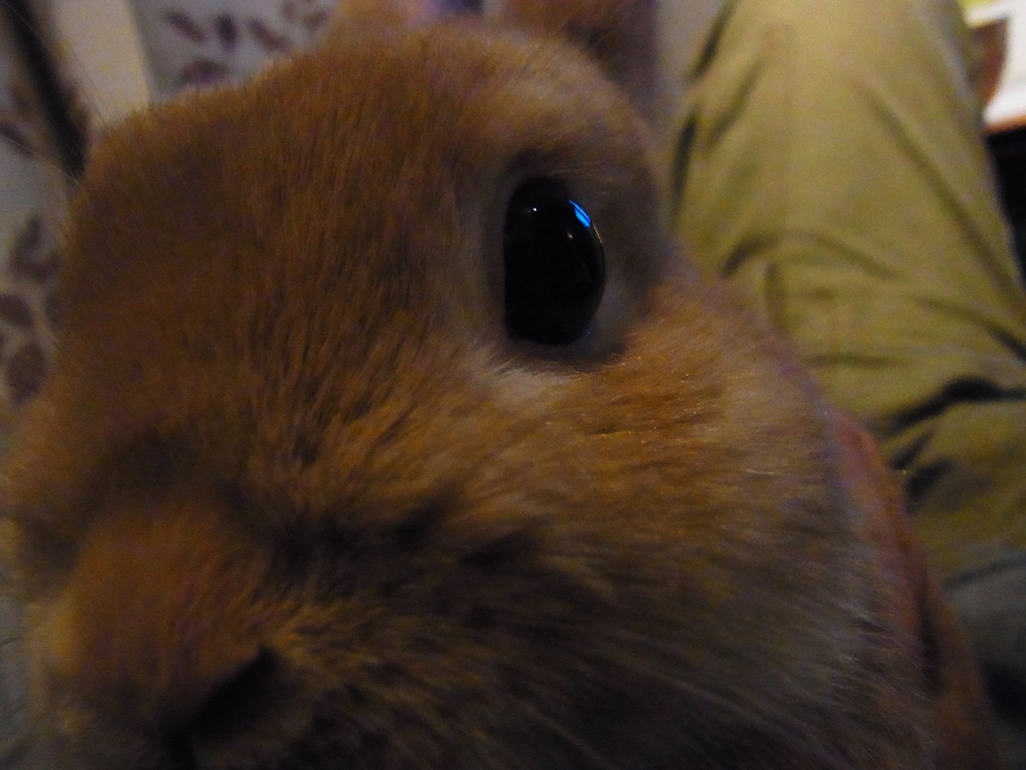 ネザーランドドワーフ みるくの写真 - RIMG0104.jpg