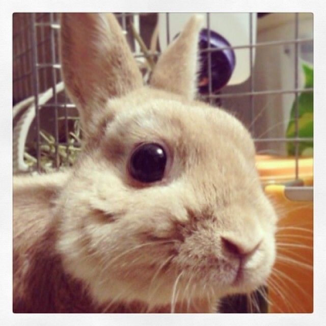 無音カメラだと逃げない！