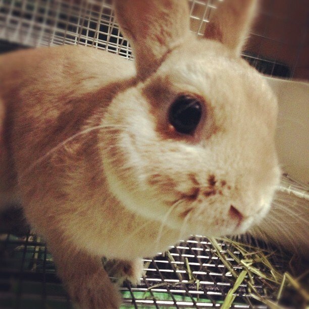 呼ばれても、全然来ないみるくです！よろしくね！