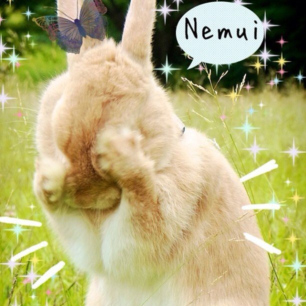 フォロアーさんの反応が薄い。。。僕は夜行性だよ！