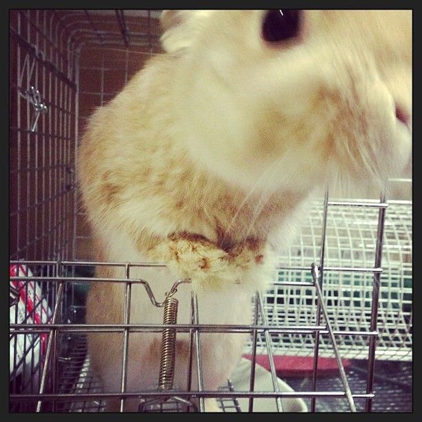 ニンジンちょーだい！