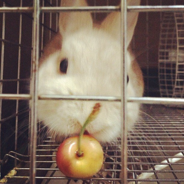 チェリーうまうま