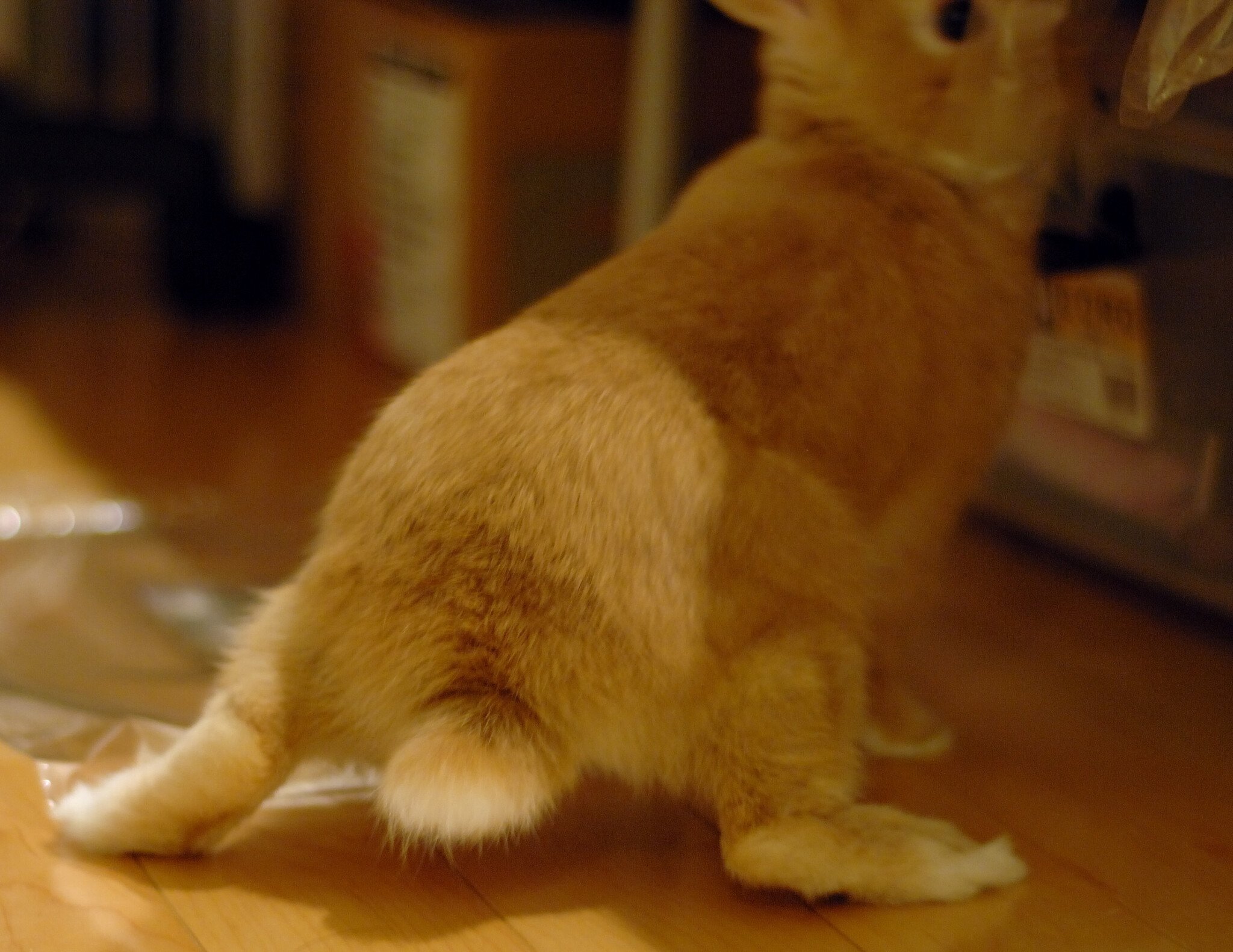 ネザーランドドワーフ みるくの写真 - dsc_0027.jpg